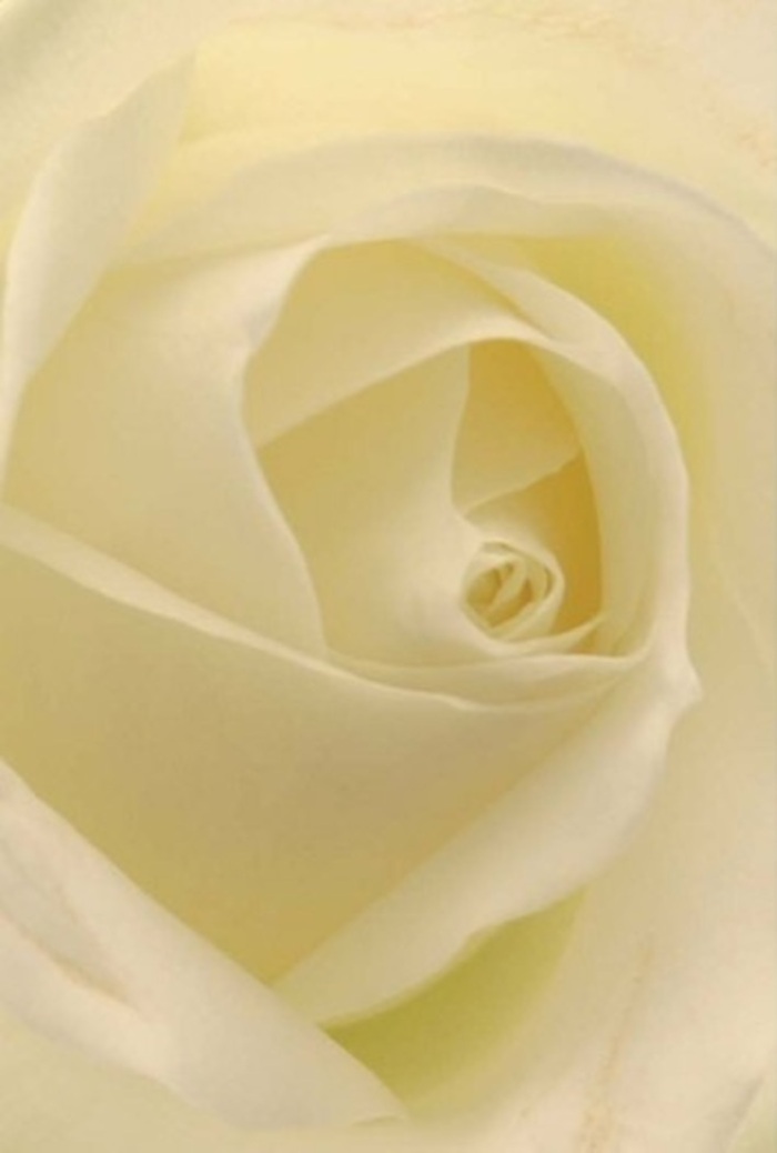 A close inspection of this classic white rose reveals undulating rows of satiny petals, blending softly from pure white to gentle cream-a visual echo of Chadwell Heath's familiar tones at dawn. The petals are softly illuminated, their translucency capturing and filtering the light, allowing each individual layer to reveal intricate detail. The composition feels at once tranquil and deeply sophisticated, making it perfect for heartfelt occasions-a romantic offering delivered across Chadwell Heath, a sincere apology set atop a dining table, or an elegant centrepiece for a small wedding. The rose's spiraled core, nearly perfect in form, evokes purity and resilient beauty, much like the enduring spirit found among Chadwell Heath's residents. Subtle shifts of shade and light play upon the contours, elevating the bloom beyond simple floral perfection. The tender arrangement speaks not only to the inherent loveliness of the rose but also to the practiced skill of the local florist's hand. Its unspoken, fresh fragrance captures the serenity and sincerity appropriate for any expression of emotion, be it love, remembrance, or a meaningful gesture delivered anywhere in the Chadwell Heath area.